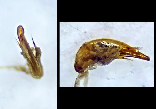 Trechus quadristriatus